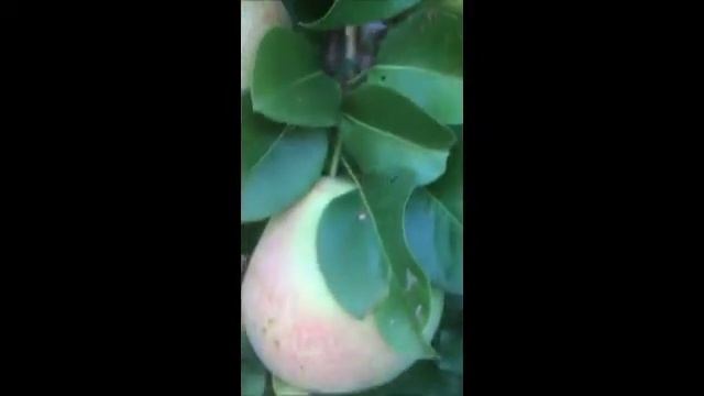 Груши сорт Мраморная г выкса тел 8 906 351 1000 саит супер огород7910 орг смотреть онлайн