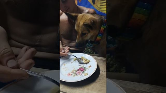 Собака друг человека. смотреть онлайн