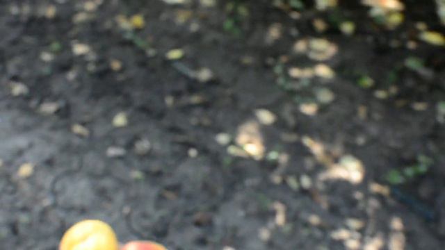 Абрикос Фарлис (FARLIS) ПОЗДНИЙ. Persikovod.com