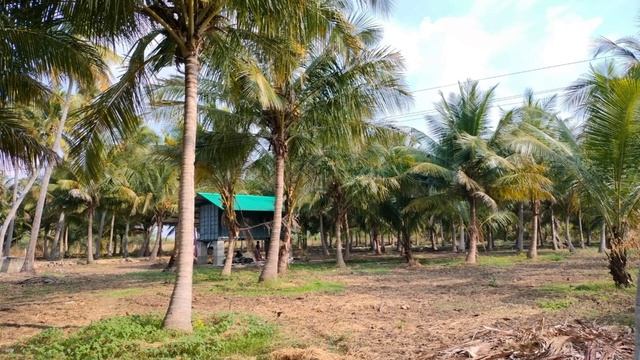 7 acres fully coconut trees смотреть онлайн