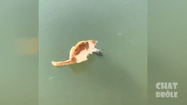 Du jamais vue ?? le chat qui... смотреть онлайн