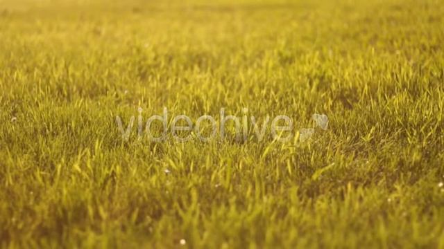 Stock Footage - Afternoon Grass Background | VideoHive смотреть онлайн
