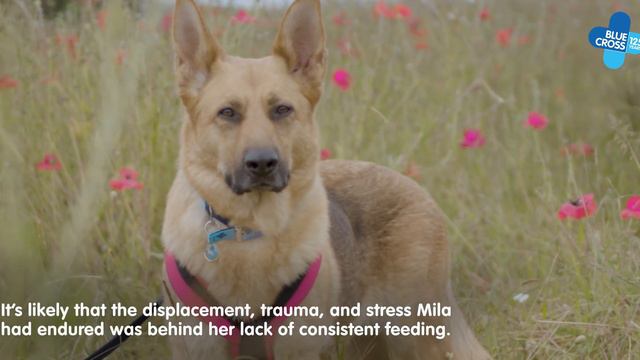 Abandoned newborn puppy and mum now thriving | Blue Cross смотреть онлайн