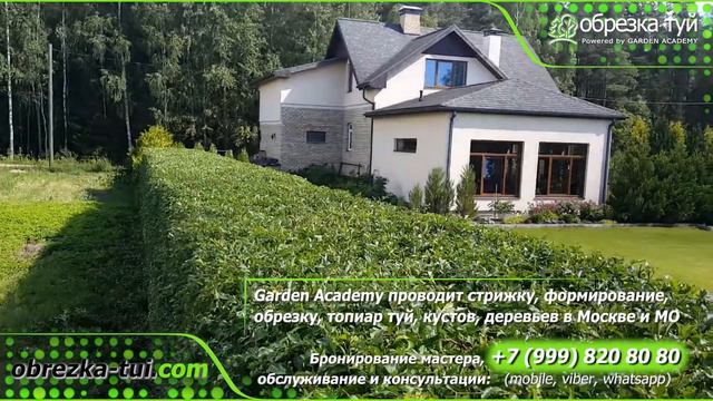 Стрижка туй Санкт-Петербург ☎ +7-999-820-80-80 www.Obrezka-tui.com смотреть онлайн