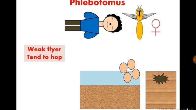 Phlebotomus (Sandfly) الذبابة الرملية / الهاموش смотреть онлайн
