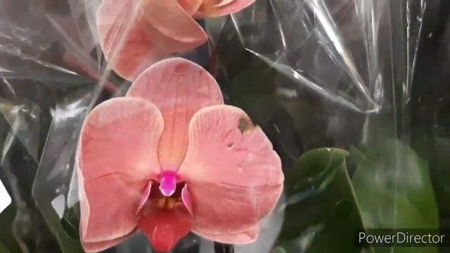 Орхидеи в Леруа Биг Липы, Башмачки, Альбуфейра, Клеопатра, Сарасто и много др.14 мая 2021г. смотреть онлайн