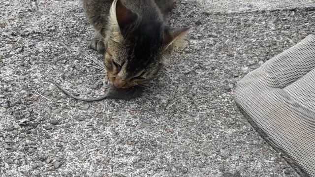 Cat vs mouse - Cat Eats Mouse Alive!! Rat Eaten By Cat смотреть онлайн