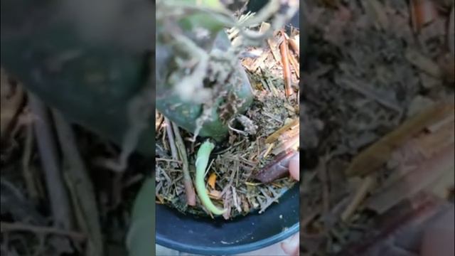 Cara Variegata Monstera Melalui Tunas смотреть онлайн
