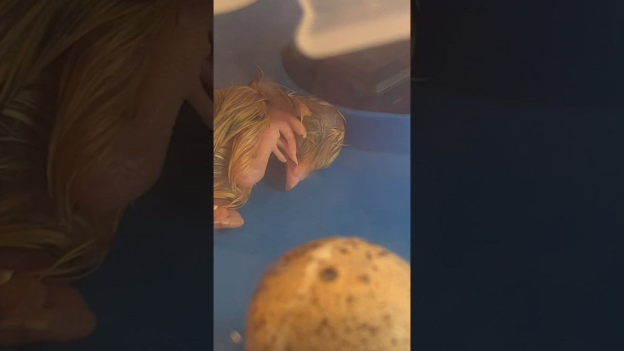 Вылупление перепелёнка