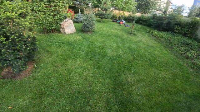 ПОСЕВНОЙ ИЛИ РУЛОННЫЙ ГАЗОН смотреть онлайн