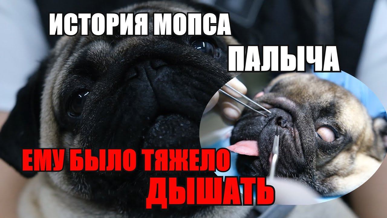 Пластика нёбной занавески и ринопластика | мопс Палыч и его проблемы с дыханием смотреть онлайн