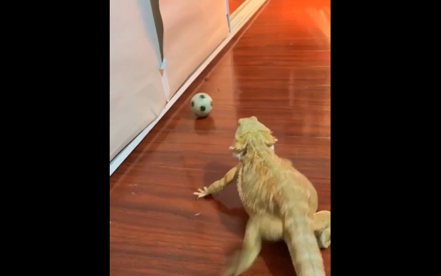 Лулу без ума от мяча смотреть онлайн