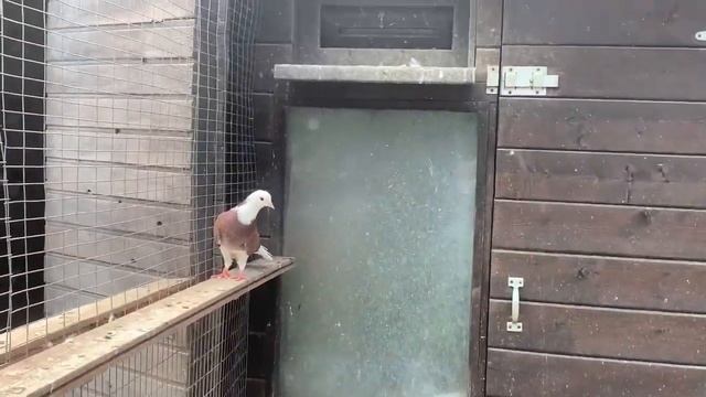 Бакинские широкохвостые голуби Акбаши продам оптом 89034451665 смотреть онлайн