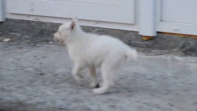 Сука №2 голубоглазая от Кибы и Ю-ю смотреть онлайн