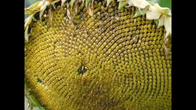 RIVERVEIW FARM - CINEMATIC - NIKON COOLPIX B500 - HEROS TONIGHT - SAVANNAH