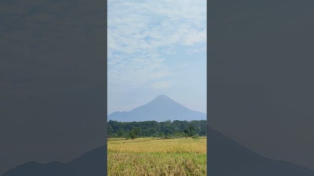 Relaxing Video and Sound of Rice Field in East Java Indonesia смотреть онлайн