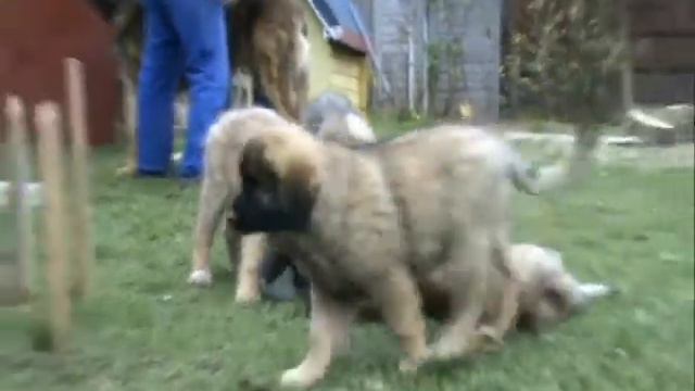 Pilisvölgyi Nemes Leonberger Kennel смотреть онлайн