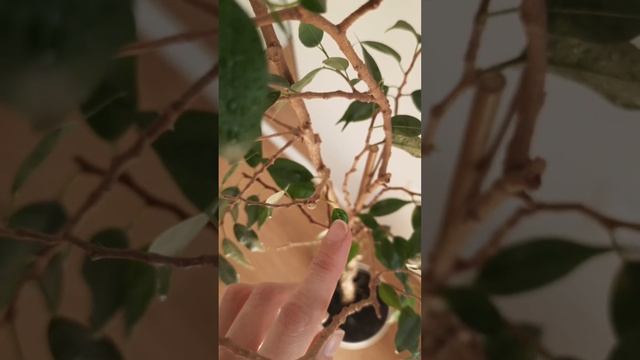 Фикус Бенджамина после тотальной обрезки/ Зачем я обрезала фикус / Результаты обрезки спустя 5 дней смотреть онлайн