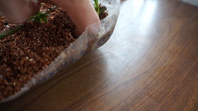 Укоренение ежевики Натчез стеблевыми черенками niklaggets@mail.ru смотреть онлайн