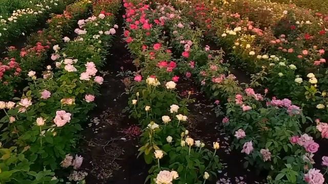 КАТАЛОГ РОЗ ОСЕНЬ 2021 ОТКРЫТ смотреть онлайн