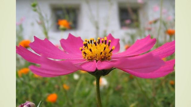 Presentación - del Jardin de las Abuelas - Plantas de Ayer y de Hoy смотреть онлайн