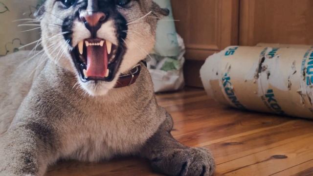 Puma Concolor. Puma Nubia