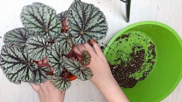 Пересадка Бегонии по всем правилам, как легко пересадить Бегонию быстро и легко, составляем грунт смотреть онлайн