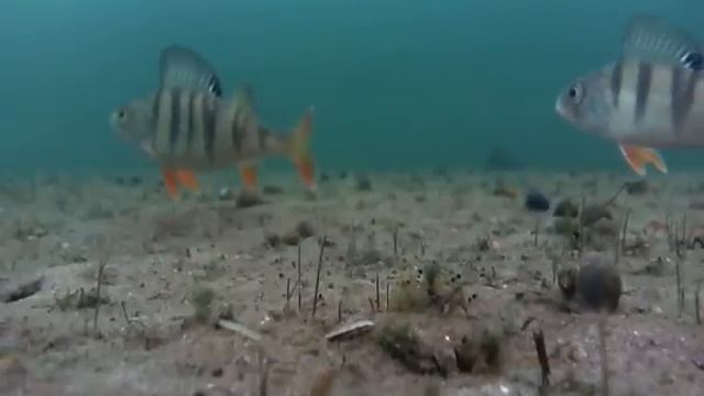 Окуню не до еды смотреть онлайн