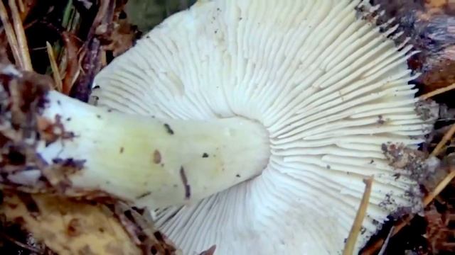 Рядовки серые, грибы Денежки. Как распознать. Грибы в лесу. смотреть онлайн