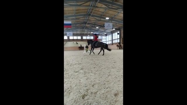 Райд пони на продажу.Horse for sale. смотреть онлайн