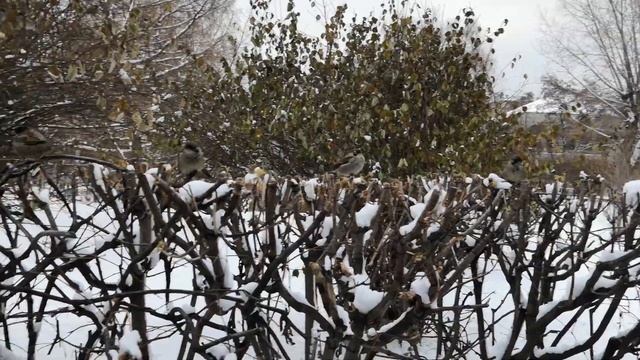 Москва, Парк "Чистые пруды" смотреть онлайн