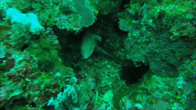 Indonesia 2015 - Bali, Labuan Bajo, Gili, Flores, Komodo смотреть онлайн