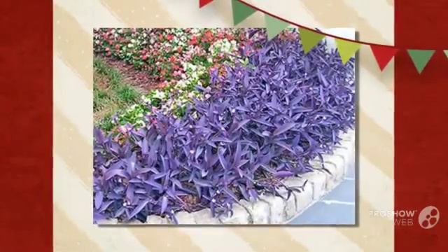 Tradescantia - Garden Plants