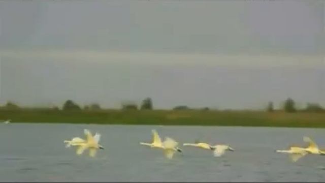 Лебеди летят смотреть онлайн