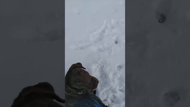 Дрессировка ретривера, тренировка подачи дичи, отзыв с подачи смотреть онлайн