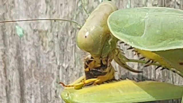 САМОЕ КРУТОЕ ВИДЕО.ОБЕД У БОГОМОЛА.