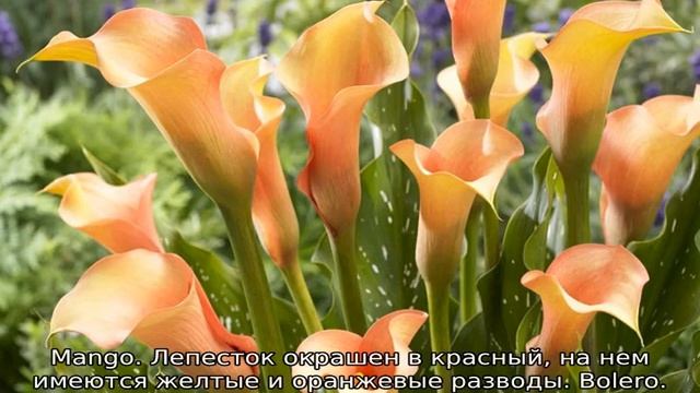 Цветы каллы: выращивание в саду смотреть онлайн