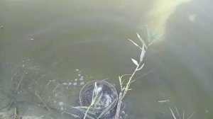 Рыбалка в Бриньковской часть 2