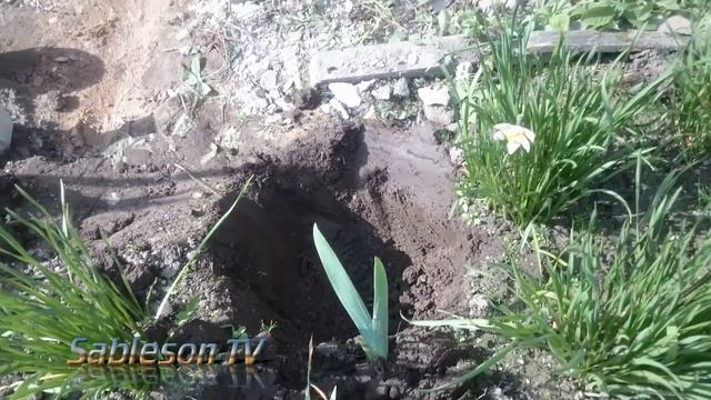 ??Дачные хитрости: Цветы. смотреть онлайн