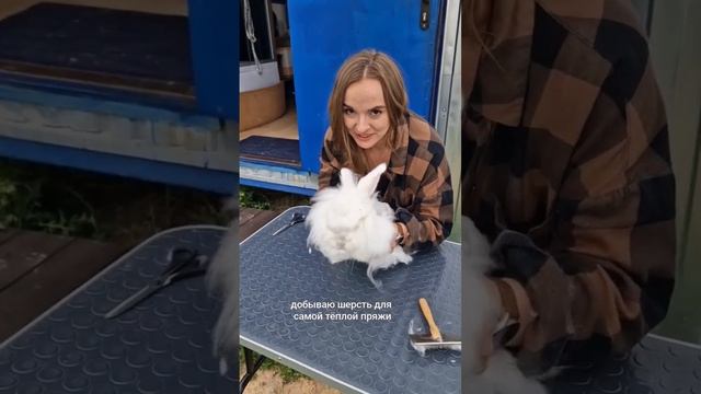 ангорский пуховый кролик - лучший питомец мастера! из шерсти мы прядем ниточки и вяжем? смотреть онлайн