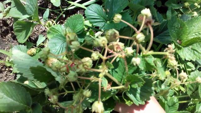 Клубника "Сенсация,  Зенга-зенгана " и тд.