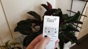 Калатея шафранная, уход и особенности