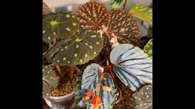 Prop Box Terrarium Begonia Sale смотреть онлайн
