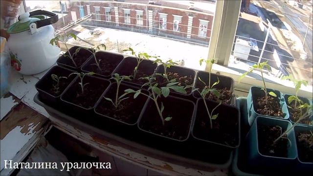 Комнатные цветы,рассада томатов и перцев. смотреть онлайн