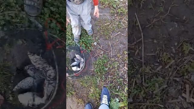 Рыбалка на фидер на реке свияге. На леща. На опарыша. Прикормка думает лещ чёрный и дунаев ваниль. смотреть онлайн