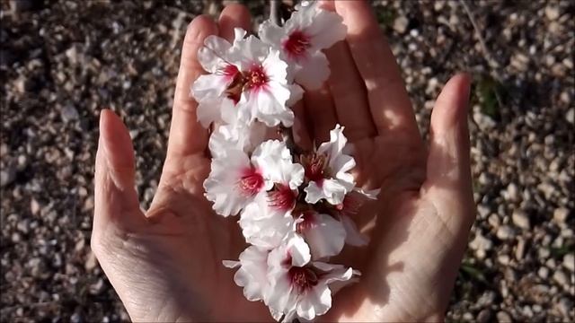 Guru Ram Das. Meditación. смотреть онлайн
