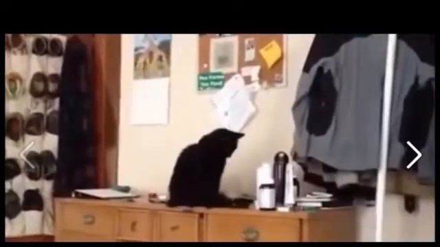 Funny cats compilation смотреть онлайн