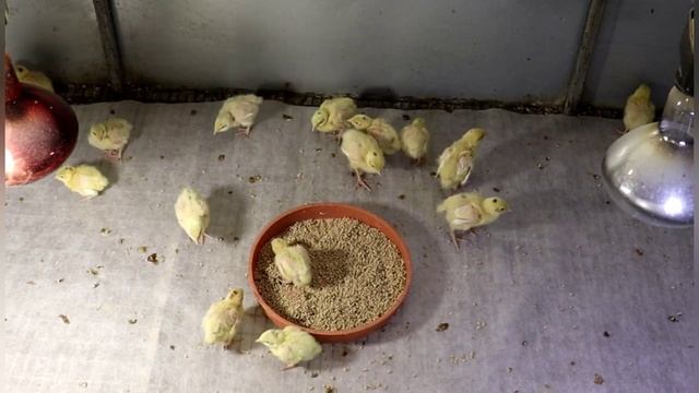 Уход за перепелами в первые дни жизни Белый гигант Дмитриевские перепела смотреть онлайн