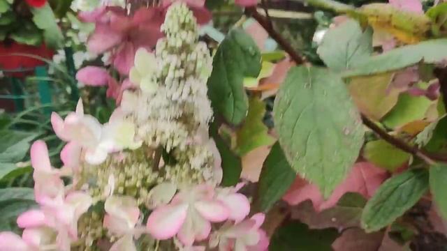 ОБЗОР МЕТЕЛЬЧАТЫХ ГОРТЕНЗИЙ 30 Августа ??? смотреть онлайн