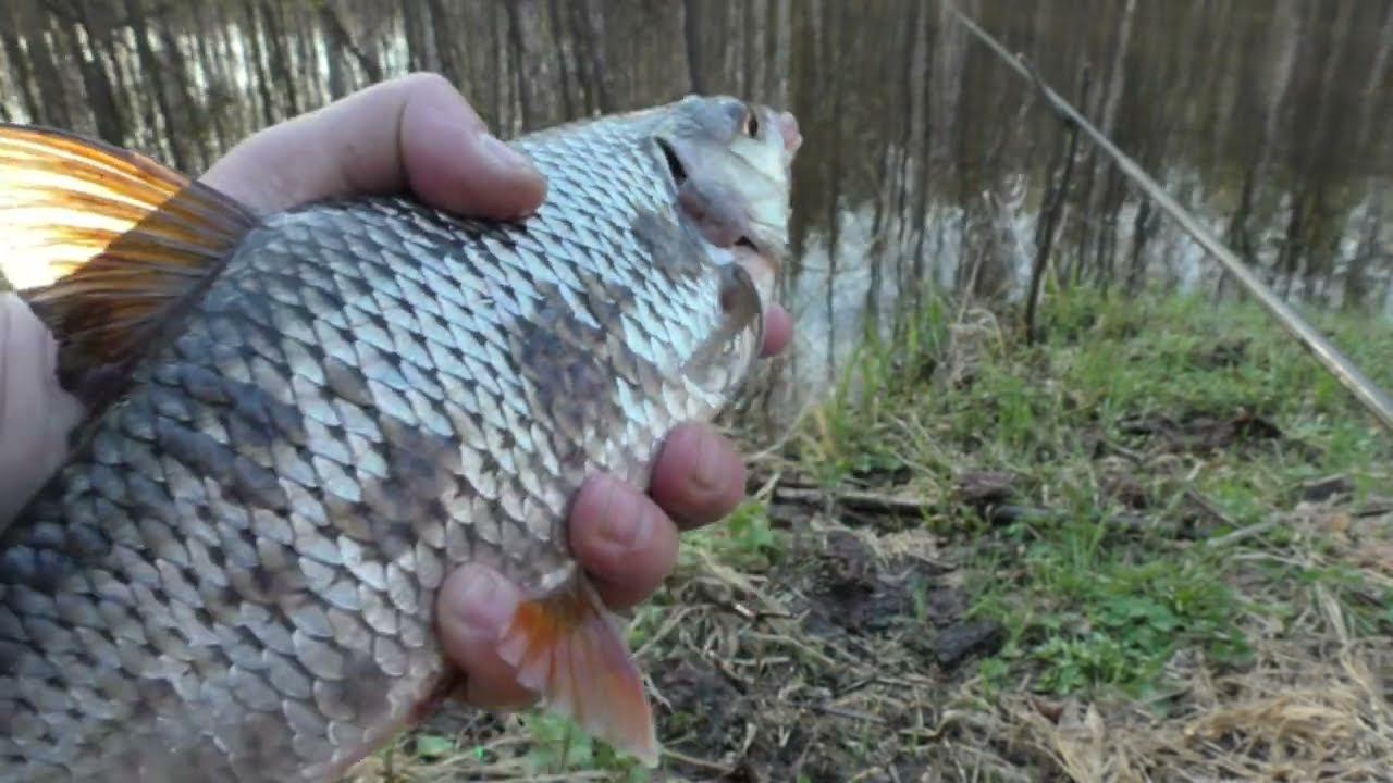 ВЫВАЖИВАНИЕ КРУПНОЙ ПЛОТВЫ НА ЛЕСНОЙ РЕЧКЕ. ПОКЛЕВКИ ПОПЛАВКА КРУПНЫМ ПЛАНОМ. смотреть онлайн